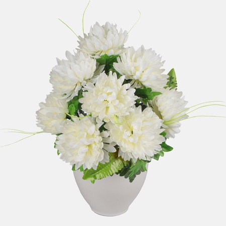 Chrysanthemum x 9