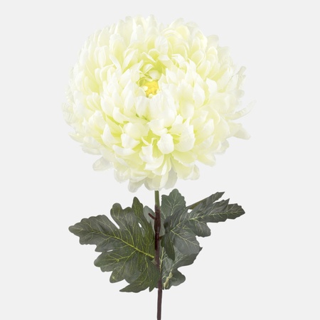 Chrysanthemum