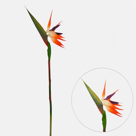 Bird of paradise rubberised