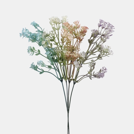 Gypsophila