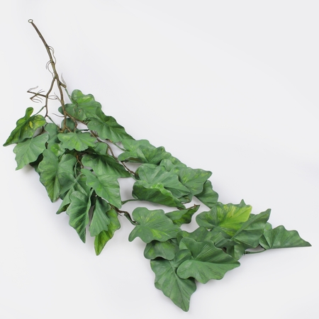 Hanging Alocasia