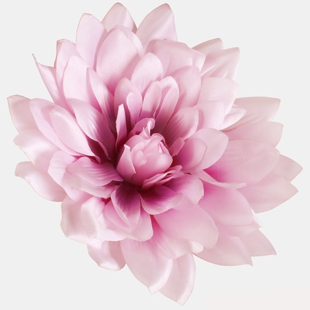 Satin dahlia XL