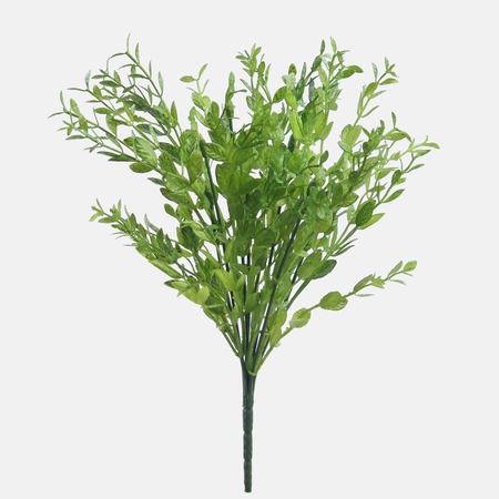 Boxwood x 7