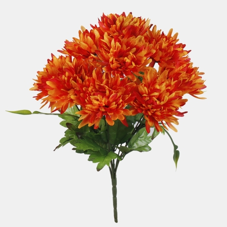 Chrysanthemum