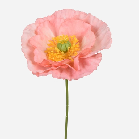 Poppy