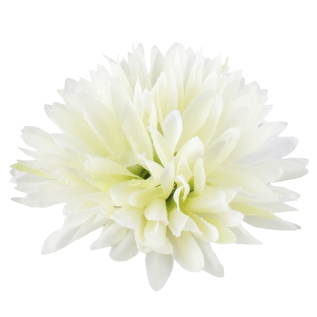 Chrysanthemum