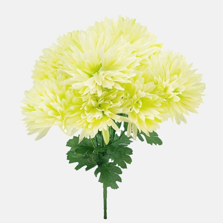 Chrysanthemum x 9