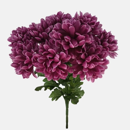 Chrysanthemum x 9