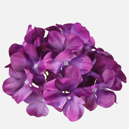 Hydrangea