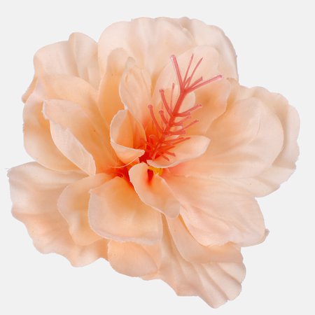 Satin hibiscus