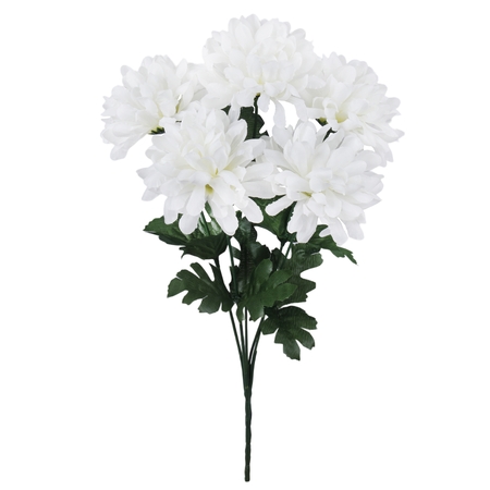 Chrysanthemum x 5